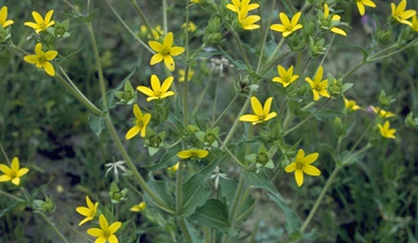 Photo Credit: W.D. and Dolphia Bransford