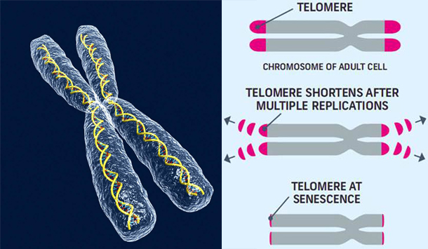 ChromosomeTelomere