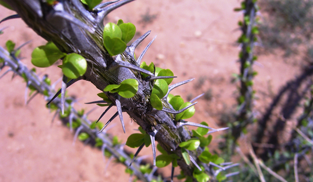 Ocotillo-1