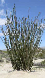 Ocotillo-3