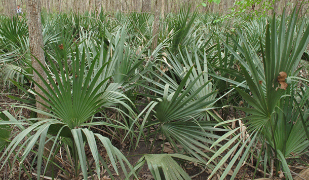 Dwarf-Palmetto-Website Image